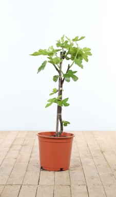 Feigenbaum / Ficus Carica Stock