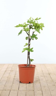 Feigenbaum Ficus Carica kaufen Heijnen Pflanzen