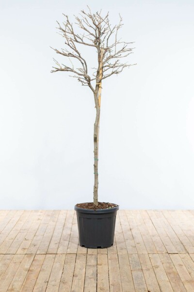 Chinesischer Blauregen Wisteria Sinensis Auf Stamm 120-140 Topf Chinesischer blauregen / Wisteria Sinensis auf Stamm 120-140 cm