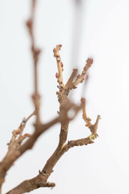 Chinesischer blauregen / Wisteria Sinensis auf Stamm 40-60 cm
