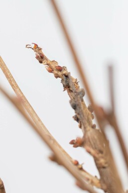 Chinesischer blauregen / Wisteria Sinensis auf Stamm 40-60 cm