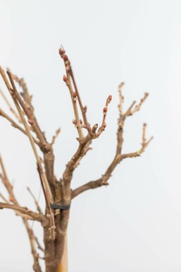 Chinesischer blauregen / Wisteria Sinensis auf Stamm 40-60 cm