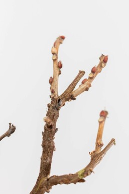 Chinesischer blauregen / Wisteria Sinensis auf Stamm 40-60 cm
