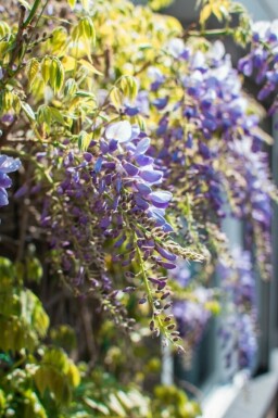 Chinesischer Blauregen Wisteria Sinensis Gestäbt 120-140 Topf