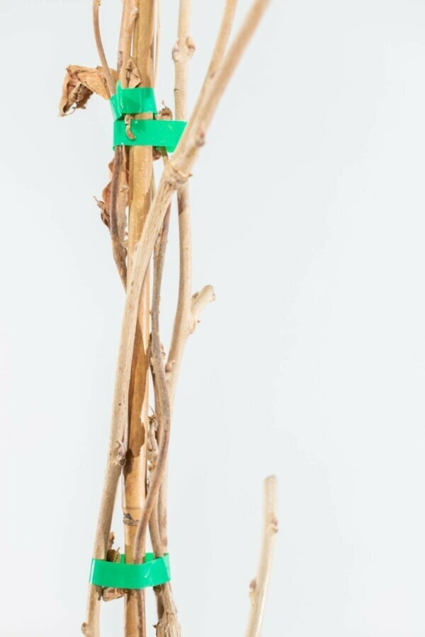 Chinesischer Blauregen Wisteria Sinensis Gestäbt 120-140 Topf Chinesischer blauregen / Wisteria Sinensis Stock 120-140 cm