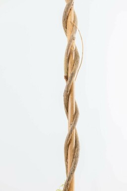 Chinesischer Blauregen Wisteria Sinensis Gestäbt 120-140 Topf Chinesischer blauregen / Wisteria Sinensis Stock 120-140 cm