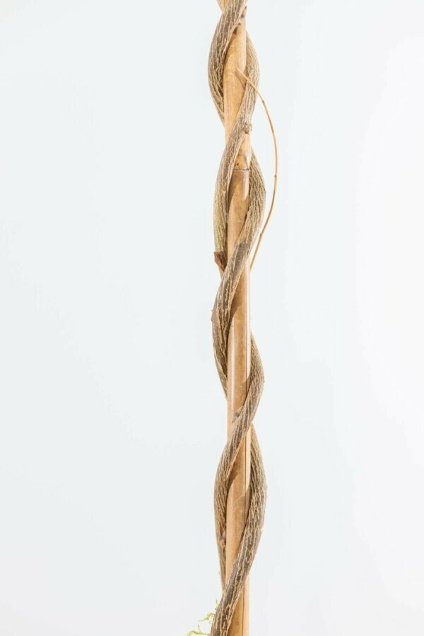 Chinesischer Blauregen Wisteria Sinensis Gestäbt 80-100 Topf Chinesischer blauregen / Wisteria Sinensis Stock 80-100 cm