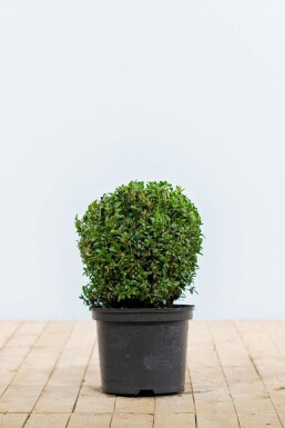 Buchsbaum Buxus Sempervirens Kugel 20-30 Ballen