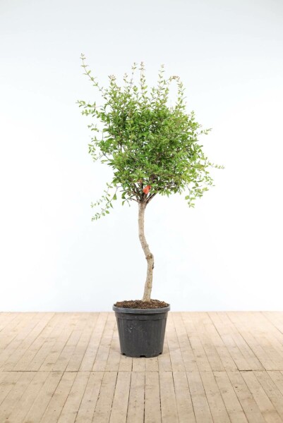 Granatapfelbaum / Punica Granatum auf Stamm 125-150 cm
