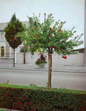 Granatapfelbaum Punica Granatum Auf Stamm 10-15 125-150 Topf