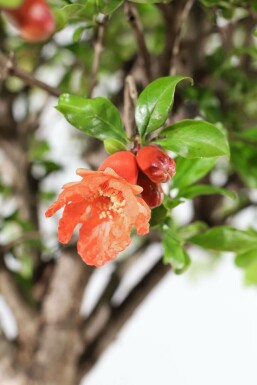 Granatapfelbaum / Punica Granatum auf Stamm 125-150 cm