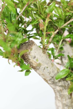 Granatapfelbaum / Punica Granatum auf Stamm 125-150 cm