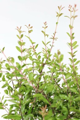 Granatapfelbaum / Punica Granatum auf Stamm 125-150 cm