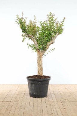 Kein Bild verfügbar