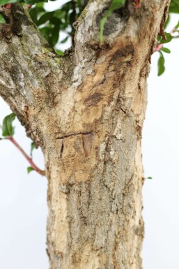 Granatapfelbaum Punica Granatum Auf Stamm 30-40 175-200 Topf