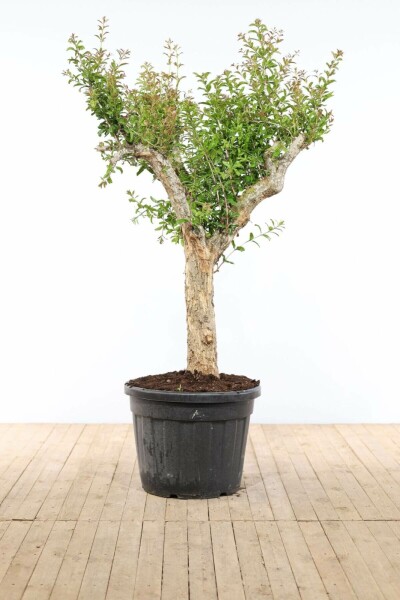 Granatapfelbaum / Punica Granatum auf Stamm