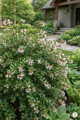 Abelia grandiflora strauch (Großblumige Abelie) kaufen Heijnen Pflanzen