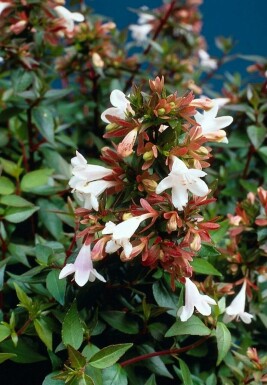 Großblumige Abelie Abelia grandiflora Strauch 20-30 Topf 2 ltr. (C2)