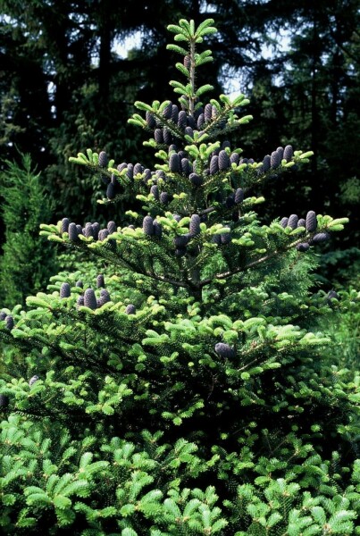 Korea-Tanne Abies koreana Strauch 80-100 Topf 12 ltr. (C12) Abies koreana Strauch 80-100 cm