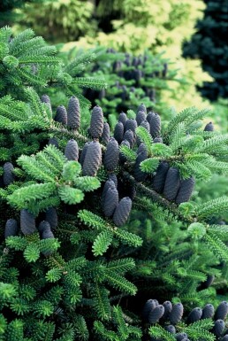 Korea-Tanne Abies koreana Strauch 100-125 Topf 12 ltr. (C12) Abies koreana Strauch 100-125 cm