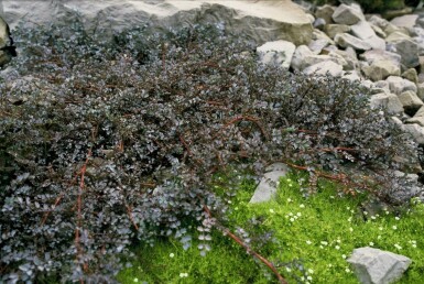 Blaues Stachelnüsschen Acaena 'Blue Haze' 5-10 Topf 9x9 cm (P9) Acaena 'Blue Haze'