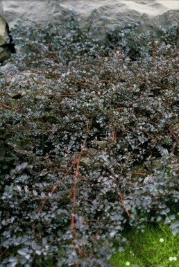 Blaues Stachelnüsschen Acaena 'Blue Haze' 5-10 Topf 9x9 cm (P9) Acaena 'Blue Haze'