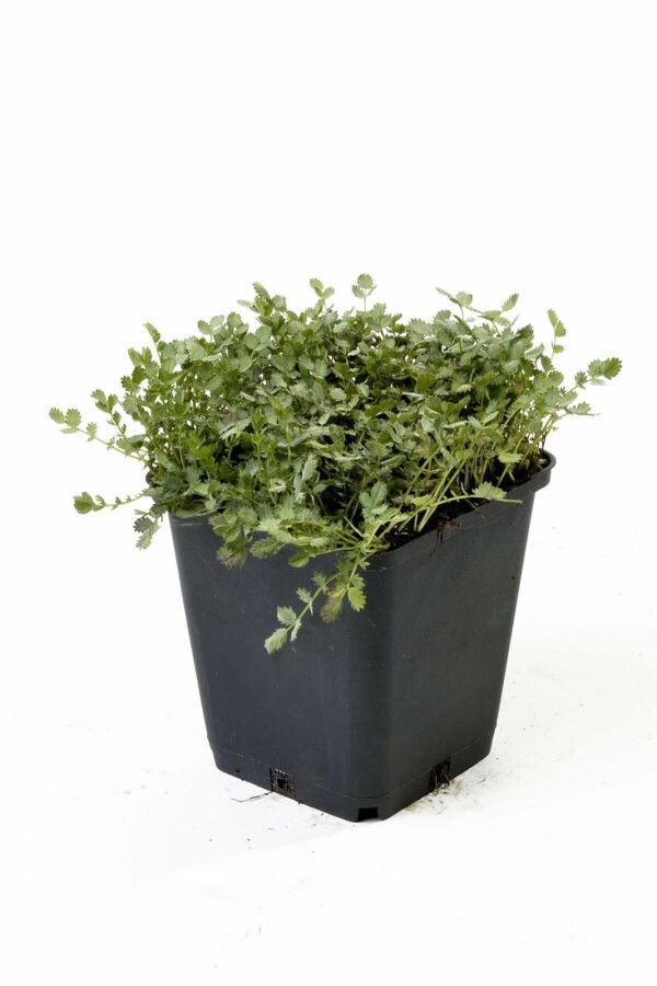 Blaugrünes Stachelnüsschen Acaena buchananii 5-10 Topf 9x9 cm (P9) Acaena buchananii