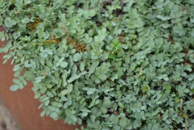 Blaugrünes Stachelnüsschen Acaena buchananii 5-10 Topf 9x9 cm (P9) Acaena buchananii