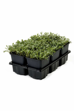 Blaugrünes Stachelnüsschen Acaena buchananii 5-10 Topf 9x9 cm (P9) Acaena buchananii