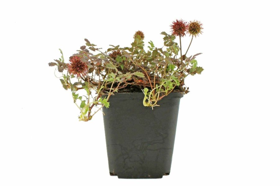 Braunrotes Stachelnüsschen Acaena microphylla 'Kupferteppich' 5-10 Topf 9x9 cm (P9) Acaena microphylla 'Kupferteppich'