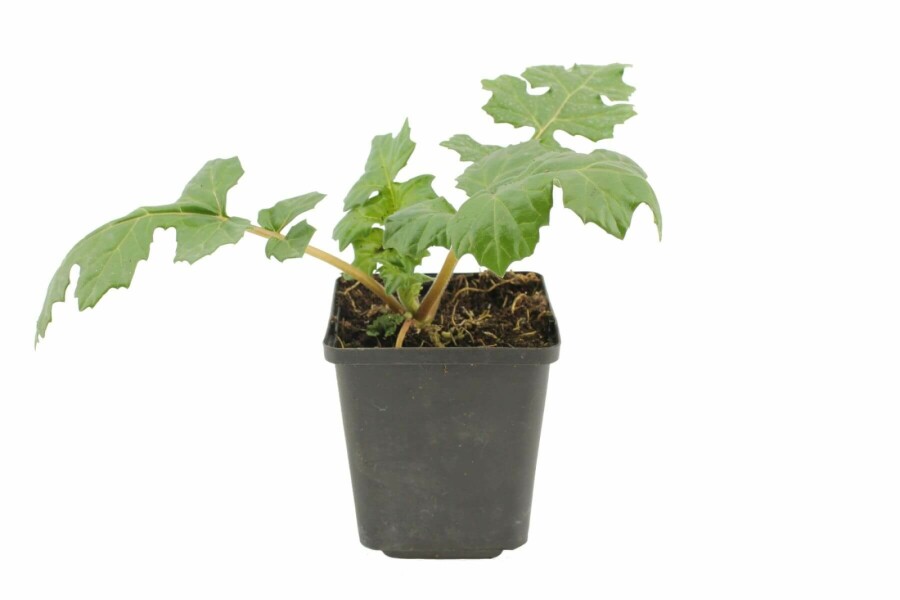 Weicher Bärenklau Acanthus mollis 5-10 Topf 9x9 cm (P9) Acanthus mollis