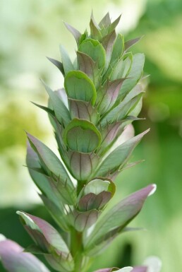 Weicher Bärenklau Acanthus mollis 5-10 Topf 9x9 cm (P9)