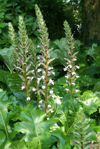 Weicher Bärenklau Acanthus mollis 5-10 Topf 9x9 cm (P9) Acanthus mollis