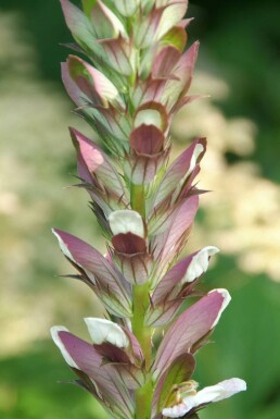 Weicher Bärenklau Acanthus mollis 5-10 Topf 9x9 cm (P9) Acanthus mollis