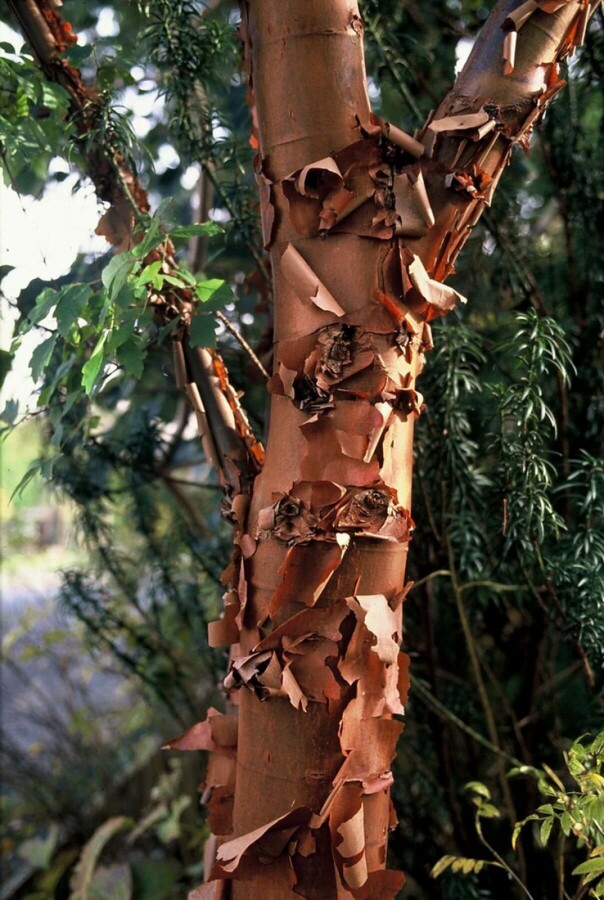 Zimtahorn Acer griseum Strauch 100-125 Topf 12 ltr. (C12) Acer griseum Strauch 100-125 cm