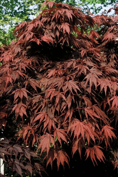 Japanischer Ahorn Acer palmatum 'Atropurpureum' Strauch 100-125 Topf 12 ltr. (C12) Acer palmatum 'Atropurpureum' Strauch 100-125 cm