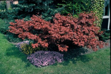 Japanischer Ahorn Acer palmatum 'Atropurpureum' Strauch 100-125 Topf 12 ltr. (C12) Acer palmatum 'Atropurpureum' Strauch 100-125 cm