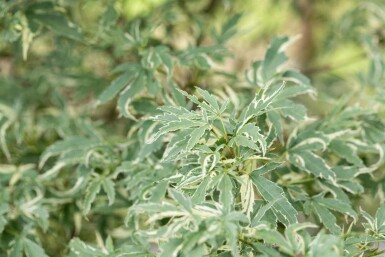 Japanischer Ahorn Acer palmatum 'Butterfly' Strauch 80-100 Topf 12 ltr. (C12) Acer palmatum 'Butterfly' Strauch 80-100 cm