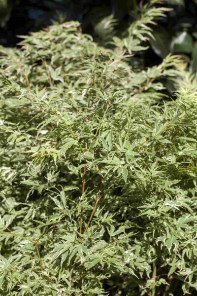 Japanischer Ahorn Acer palmatum 'Butterfly' Strauch 40-50 Topf 2 ltr. (C2) Acer palmatum 'Butterfly' Strauch 40-50 cm