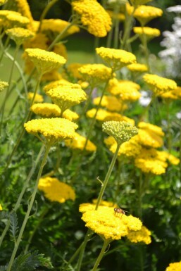 Schafgarbe Achillea filipendulina 'Cloth of Gold' 10-15 Topf 2 ltr. (C2) Achillea filipendulina 'Cloth of Gold'