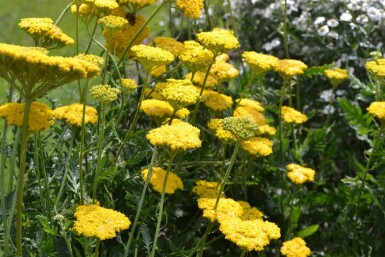 Schafgarbe Achillea filipendulina 'Cloth of Gold' 10-15 Topf 2 ltr. (C2) Achillea filipendulina 'Cloth of Gold'