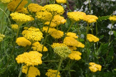 Schafgarbe Achillea filipendulina 'Cloth of Gold' 10-15 Topf 2 ltr. (C2) Achillea filipendulina 'Cloth of Gold'
