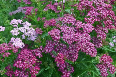 Schafgarbe Achillea millefolium 'Cerise Queen' 10-15 Topf 2 ltr. (C2) Achillea millefolium 'Cerise Queen'
