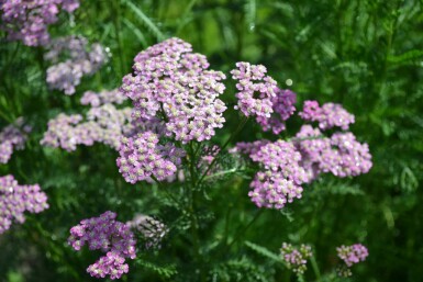 Schafgarbe Achillea millefolium 'Cerise Queen' 10-15 Topf 2 ltr. (C2) Achillea millefolium 'Cerise Queen'