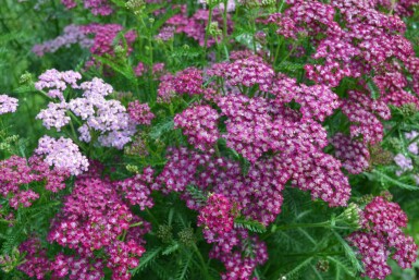 Schafgarbe Achillea millefolium 'Cerise Queen' 5-10 Topf 9x9 cm (P9)