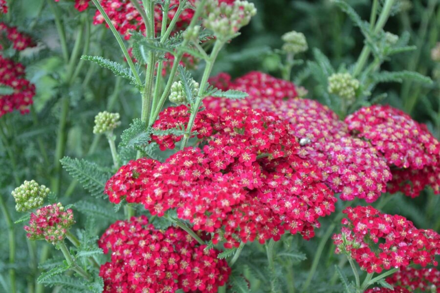 Garten-Schafgarbe Achillea millefolium 'Red Velvet' 5-10 Topf 9x9 cm (P9) Achillea millefolium 'Red Velvet'