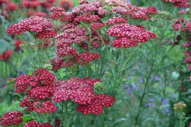 Garten-Schafgarbe Achillea millefolium 'Red Velvet' 5-10 Topf 9x9 cm (P9) Achillea millefolium 'Red Velvet'