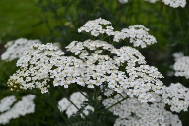Schafgarbe Achillea millefolium 'Schneetaler' 5-10 Topf 9x9 cm (P9) Achillea millefolium 'Schneetaler'