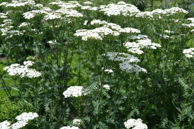 Schafgarbe Achillea millefolium 'Schneetaler' 5-10 Topf 9x9 cm (P9)