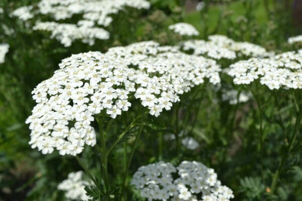 Schafgarbe Achillea millefolium &amp;#39;Schneetaler&amp;#39; 5-10 Topf 9x9 cm (P9 ...